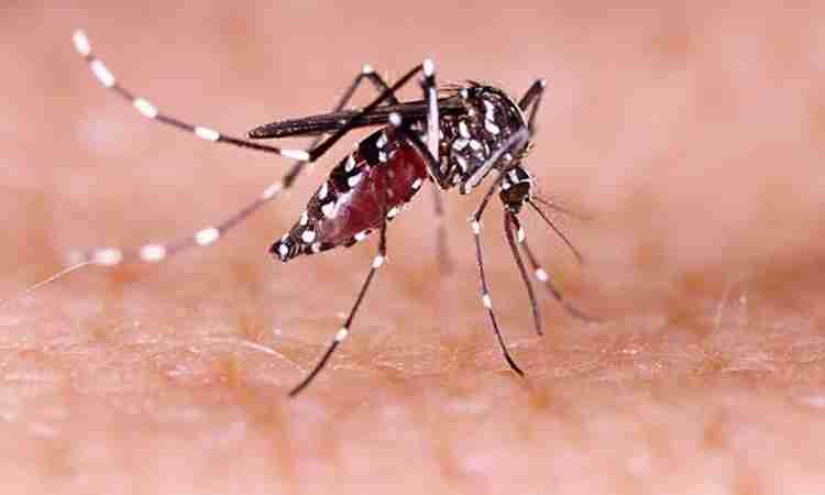 Casos de dengue aumentam no Ceará e reforçam alerta para prevenção e cuidados